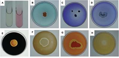 Efficacy of Plant Growth-Promoting Bacteria Bacillus cereus YN917 for Biocontrol of Rice Blast